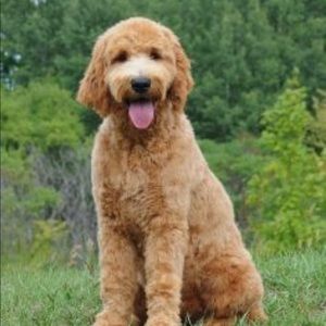 Meet your Posher, Ash